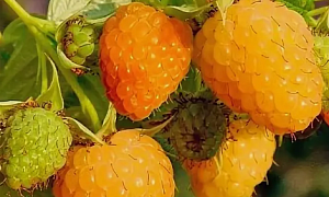 Малина ремонтантная "Желтая Зюгана"  