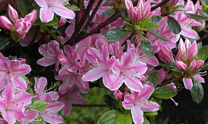 Азалия японская "Кермезина" (Kermesina)