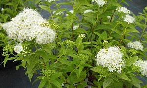 Спирея японская "Пигмея Альба"