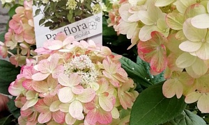 Гортензия метельчатая "Панфлора"(Panflora)