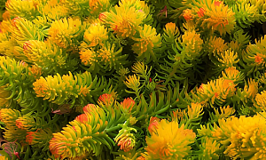 Седум  скальный "Аенгелина" (Angelina)