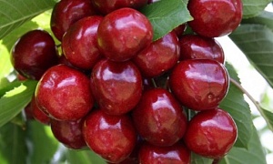 Черешня "Хелена" 