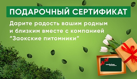 Подарочный сертификат