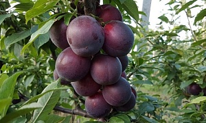 Алыча "Генерал"