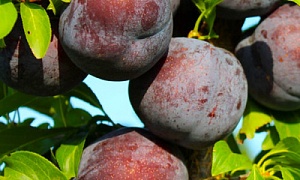 Слива "Кримсон Гло"