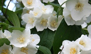 Чубушник гибридный "Лавина" (Avalanche)