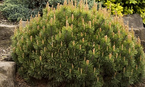 Сосна горная "Мугус" Сосна горная "Мугус"