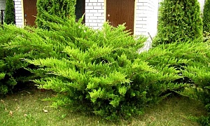 Можжевельник средний "Минт Джулеп" Можжевельник средний "Минт Джулеп"