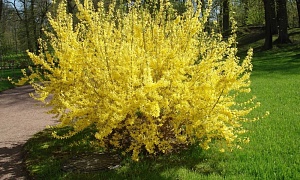 Форзиция "Зибольда" (sieboldii)