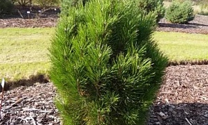 Сосна черная "Кляйнер Турм" (Kleine Turm) Сосна черная "Кляйнер Турм" (Kleine Turm)