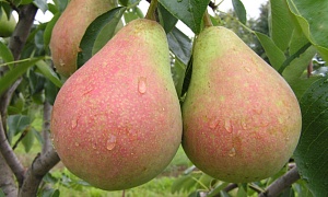 Груша "Виктория"