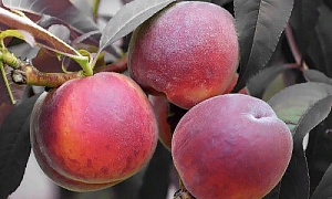Персик "Бургунди" (Краснолистный)