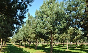 Сосна обыкновенная Сосна обыкновенная