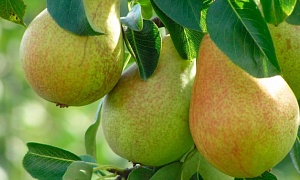 Груша "Аллегро" 