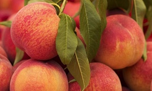 Персик "Эрли Ред"