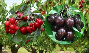 Вишня "Дерево-Сад"