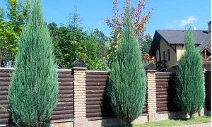 Можжевельник скальный "Скай Рокет" Можжевельник скальный "Скай Рокет"