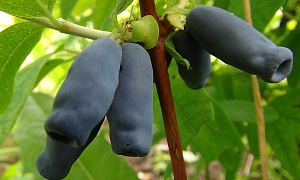 Жимолость съедобная "Барышня"