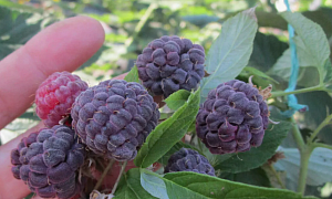 Малина обыкновенная "Роялти" 