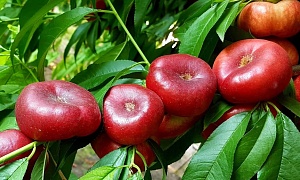 Персик "Донат" (Инжирный нектарин)