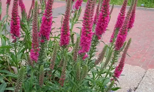 Вероника колосистая "Ротфукс" (Rotfuchs)