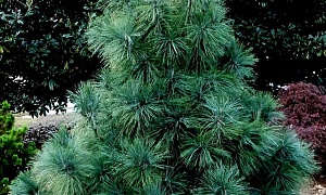 Сосна "Денза Хилл" Сосна "Денза Хилл"