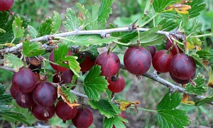 Крыжовник "Финик"