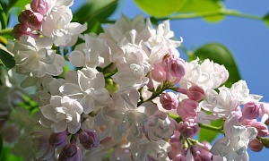 Сирень обыкновенная "Красавица Москвы"