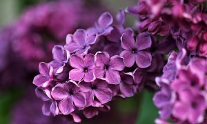 Сирень обыкновенная "Сумерки"