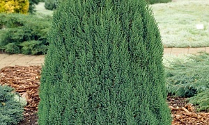 Можжевельник китайский "Стрикта" Можжевельник китайский "Стрикта"
