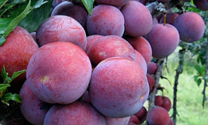 Алыча "Подарок Друзьям"