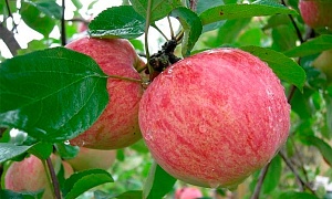 Яблоня "Коричное полосатое"