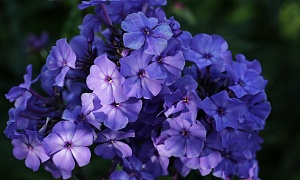 Флокс метельчатый " Блю Парадайз" (Blue Paradise)