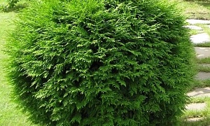 Туя западная "Глобоза" Туя западная "Глобоза"