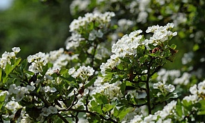 Боярышник однопестичный