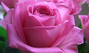 Роза чайно-гибридная "Эйфелева Башня"