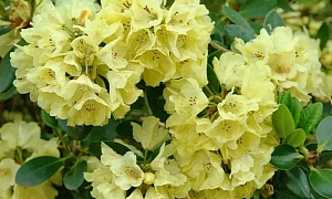 Рододендрон гибридный "Голдкрон" (Goldkrone)