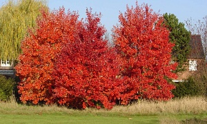 Клен красный "Октобер Глори"
