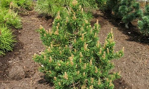 Сосна Банкса "Хорак" (Horak)