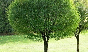 Ива ломкая "Буллата"