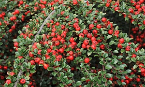 Кизильник гибридный "Корал Бьюти"