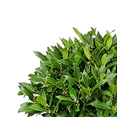 Кустарники Кустарники