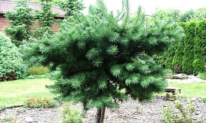Лиственница европейская "Блу Дварф" Лиственница европейская "Блу Дварф"