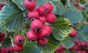 Боярышник "Крупноплодный" (Crataegus aestivalis)