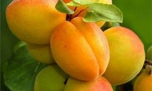 Абрикос "Орловчанин"