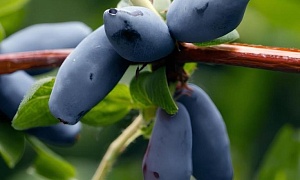 Жимолость съедобная "Омега" 