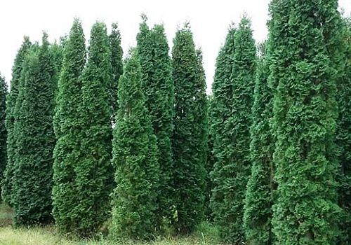 Обзор туи западной Обзор туи западной