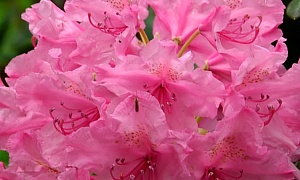 Рододендрон гибридный "Гаага" (Haaga)