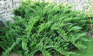 Можжевельник казацкий "Тамарисцифолиа" Можжевельник казацкий "Тамарисцифолиа"