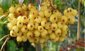 Рябина "Голден Вондер"